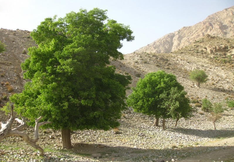 339 منطقه حفاظت شده کوه شیر