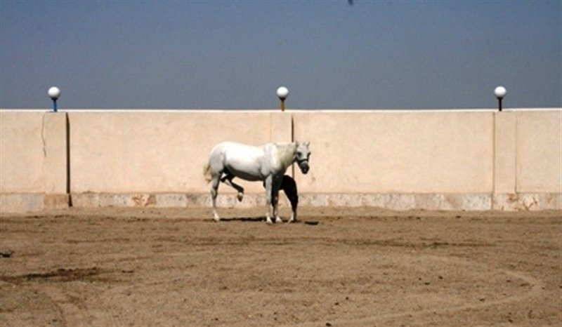 71 باشگاه سوارکاری شایان شرق