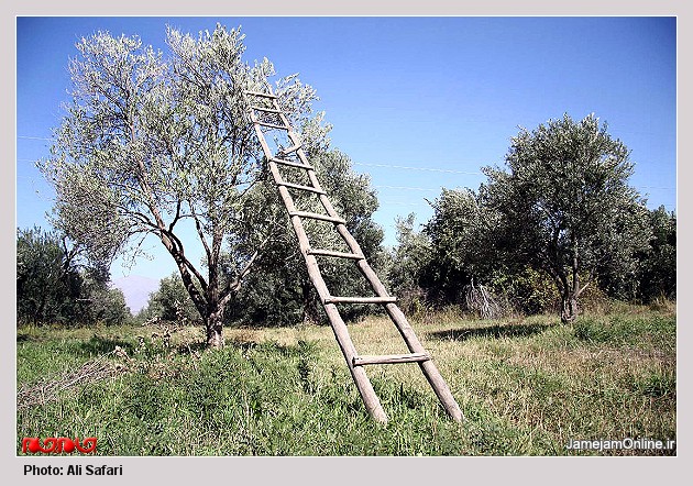 L00919189058 روستای التین کش