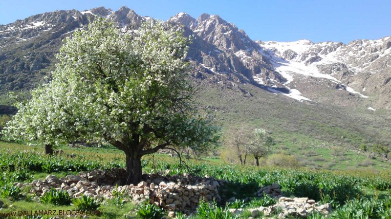 روستای دلمرز NEW (1) روستای دلمرز