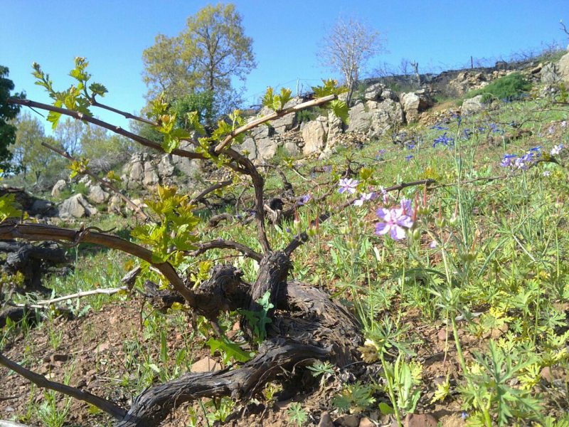 2 روستای بیدرواز ( بیرواس )