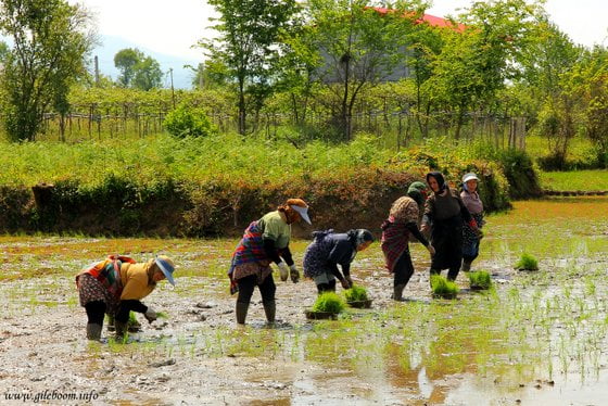 روستای قاسم آباد سفلی %d9%86%d8%b4%d8%a7%d8%a1-%d8%a8%d8%b1%d9%86%d8%ac روستای قاسم آباد سفلی