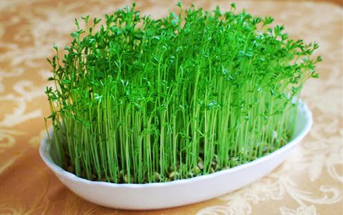 آداب و رسوم نوروز در گرگان آداب و رسوم نوروز در گرگان