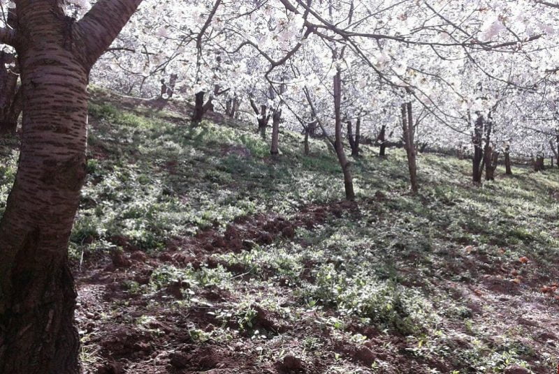  روستای ناصرآباد کجور