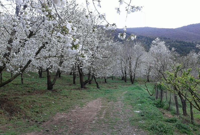  روستای ناصرآباد کجور