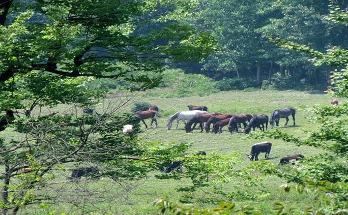  روستای اتو