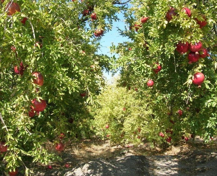 روستای باغستان علیا روستای باغستان علیا