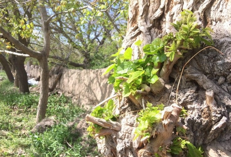  روستای نوفرست