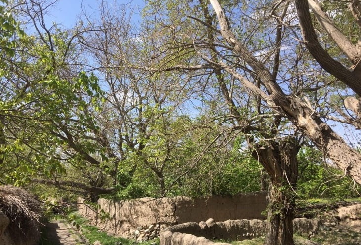  روستای نوفرست