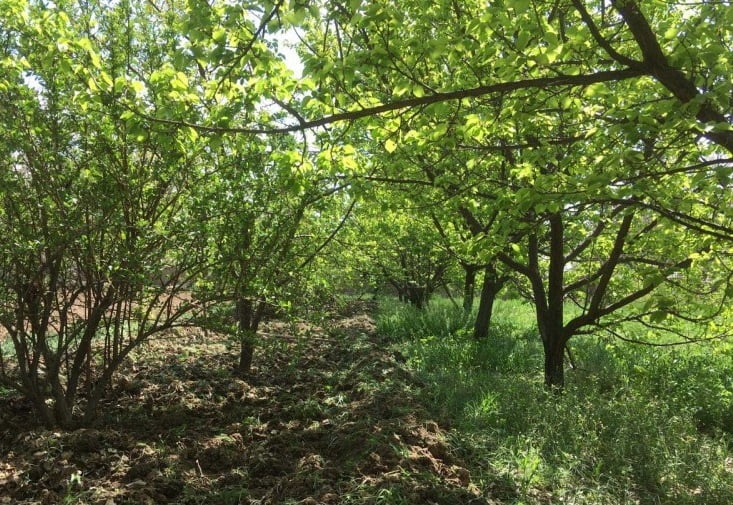  روستای نوفرست
