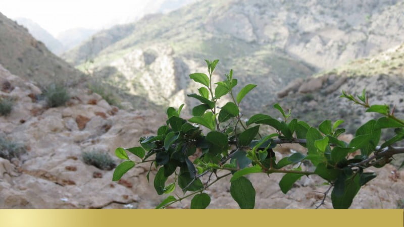  تنگ آب گراش