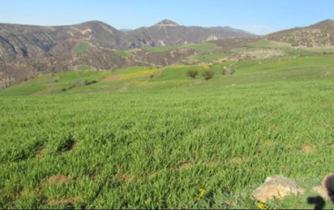 روستای کوا روستای کوا
