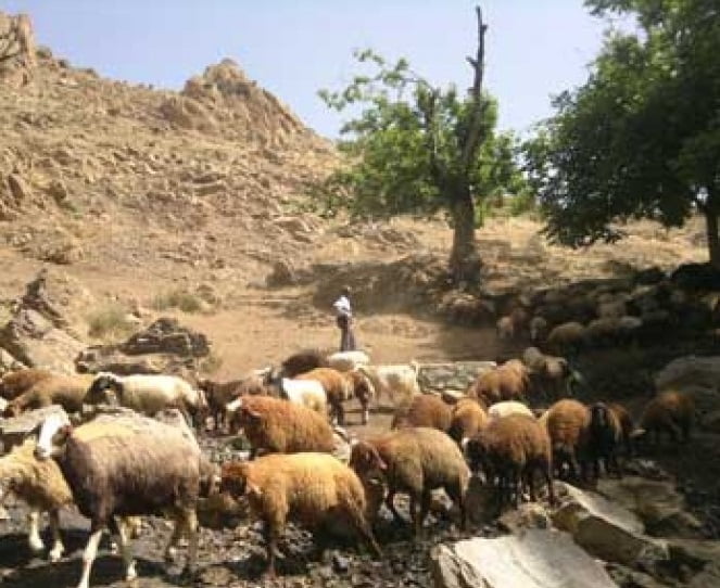  روستای قوهیجان