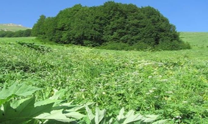 روستای عسل محله روستای عسل محله