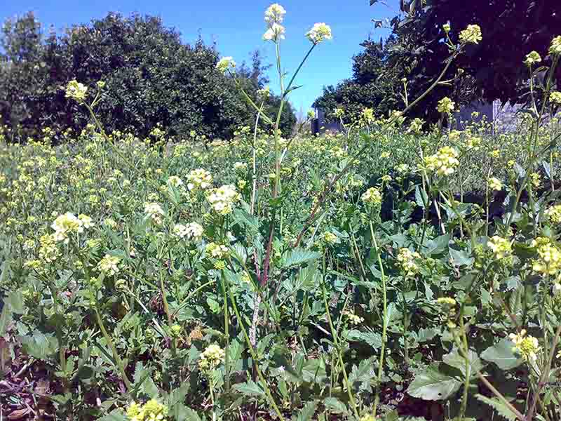روستای برج خیل روستای برج خیل