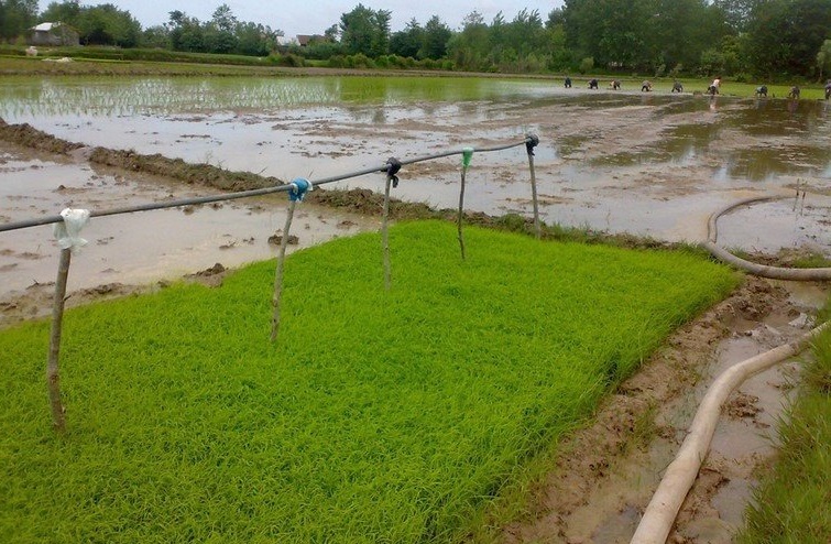 روستای علی بزایه روستای علی بزایه