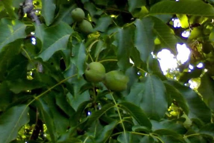  روستای مسینان