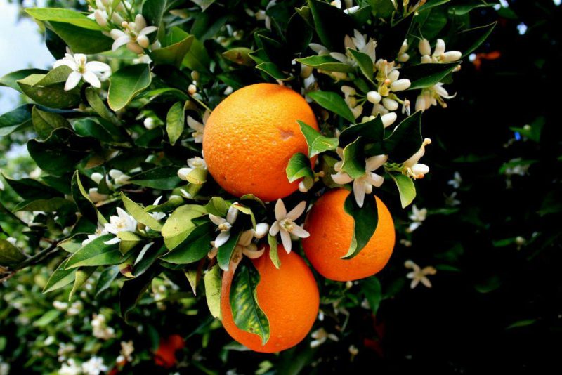 عرق بهار نارنج عرق بهارنارنج شیراز