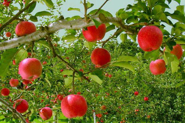 باغ سیب مهرشهر کرج باغ سیب مهرشهر باغ سیب مهرشهر کرج