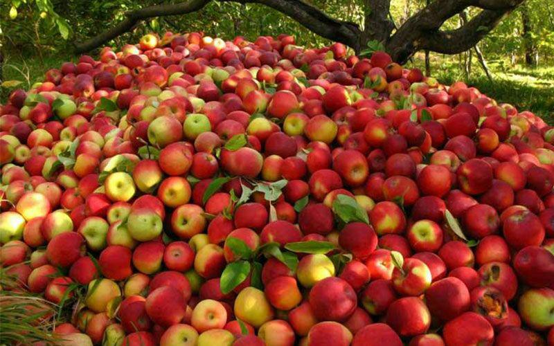 باغ سیب مهرشهر کرج باغ سیب مهرشهر باغ سیب مهرشهر کرج