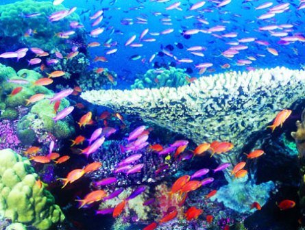  جزایر مرجانی قشم