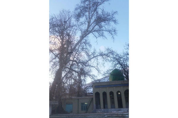 درخت کهنسال روستای فلار الموت ثبت درخت کهنسال روستای فلار الموت در فهرست آثار ملی طبیعی