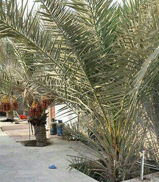 خانه کاشانه سنتی علیشاهی قشم  خانه کاشانه سنتی علیشاهی قشم