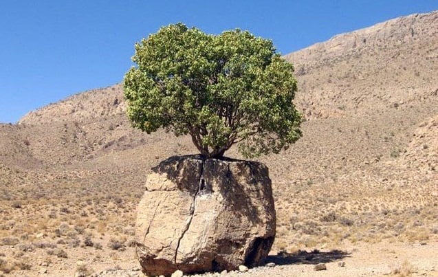 درخت مروارید سبز درخت مروارید سبز درخت مروارید سبز