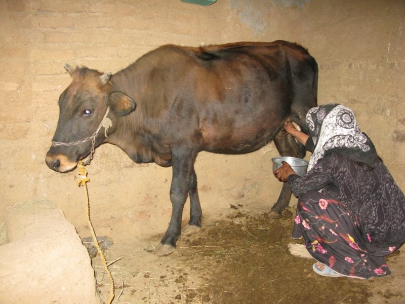دوشیدن شیرگاو  آوای شیردوشی