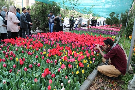 لاله های زر افشان لاله های زرافشان لاله های زر افشان