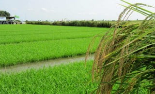 آوای شالیزار آوای شالیزار آوای شالیزار