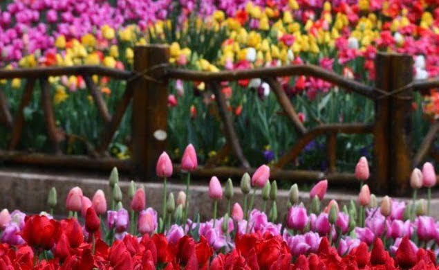جاهای دیدنی کرج در بهار آسارا جاهای دیدنی کرج در بهار