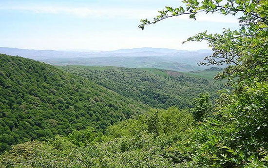 جنگل اولنگ جاهای دیدنی سمنان در بهار