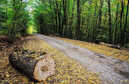 جنگل دشت شاد جاهای دیدنی سمنان در بهار