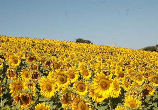 دشت آفتابگردان و شقایق های کالپوش جاهای دیدنی سمنان در بهار