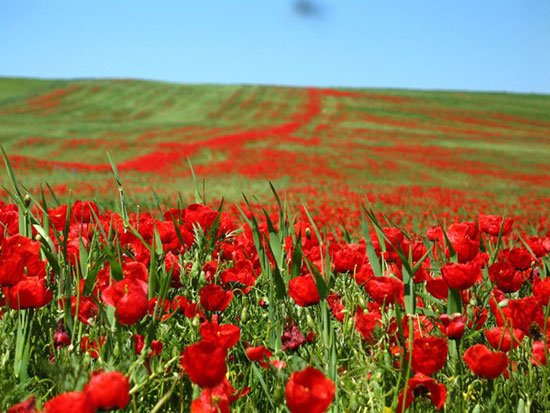 دشت آفتابگردان و شقایق های کالپوش جاهای دیدنی سمنان در بهار