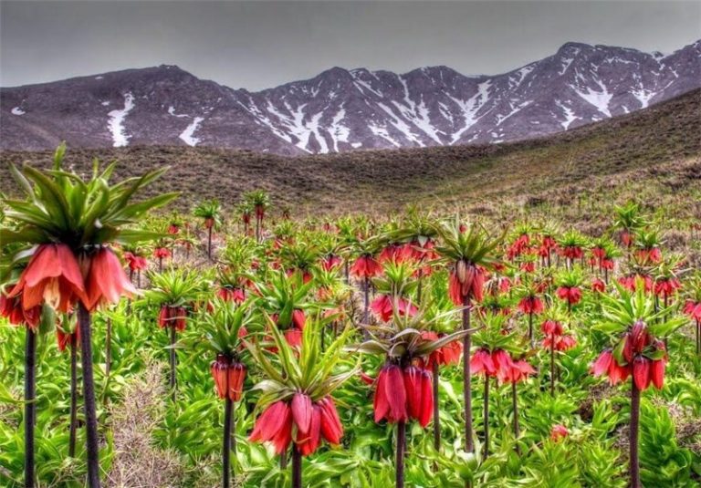 جاهای دیدنی خرم آباد در بهار (15 جاذبه گردشگری) دشت لالههای واژگون الیگودرز جاهای دیدنی خرم آباد در بهار (15 جاذبه گردشگری)