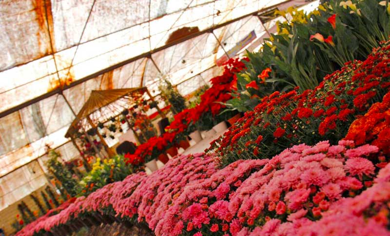 جاهای دیدنی محلات در بهار دهکده گل و گیاهان زینتی جاهای دیدنی محلات در بهار