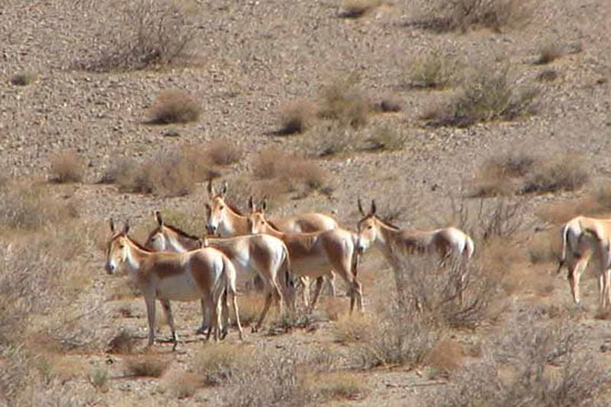 زیستگاه توران جاهای دیدنی سمنان در بهار