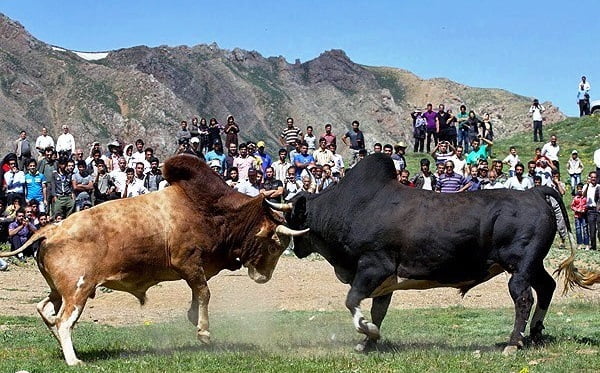 بازی ورزا جنگ وزرا جنگ بازی ورزا جنگ