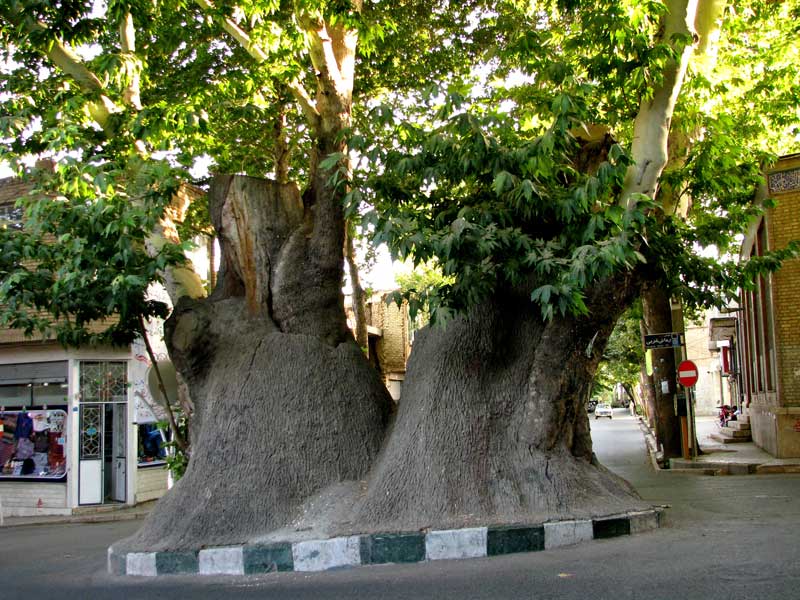 جاهای دیدنی محلات در بهار چنار دوهزار ساله جاهای دیدنی محلات در بهار