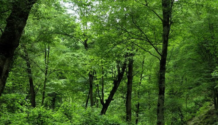 آبشار چلم ریز آبشار چلم ریز