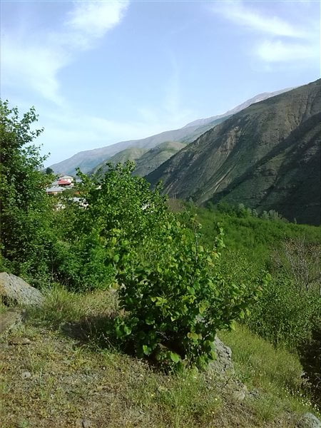 روستای اره چاک اشکورات روستای اره چاک روستای اره چاک اشکورات
