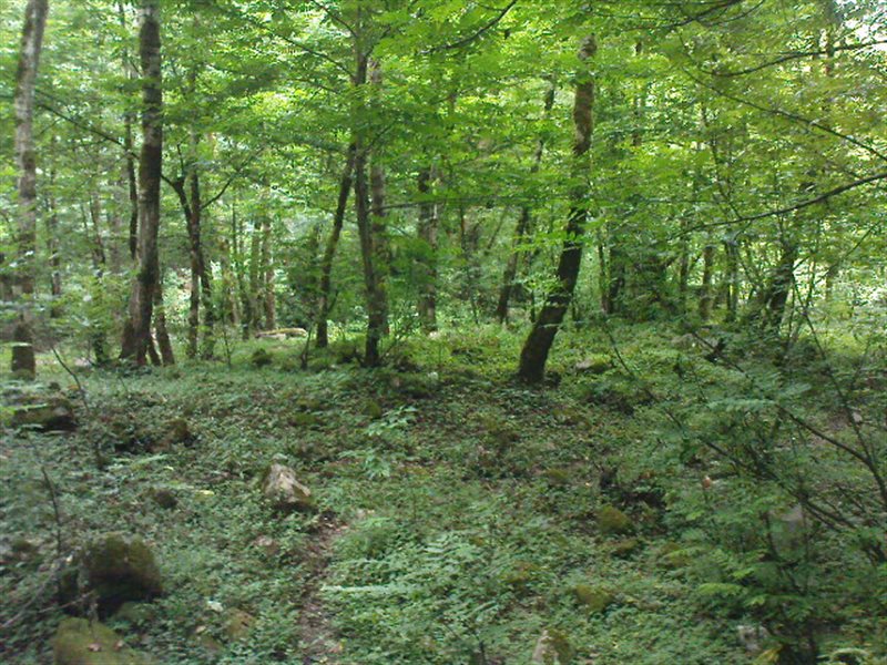 روستای بالارود روستای بالارود سیاهکل