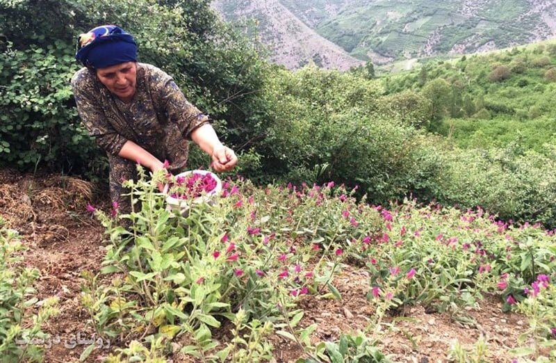 روستای درسنک روستای درسنک روستای درسنک