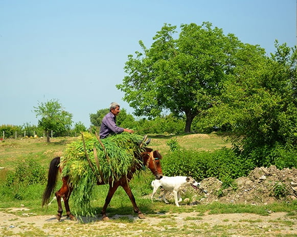 روستای قلندرآیش روستای قلندرآیش روستای قلندرآیش