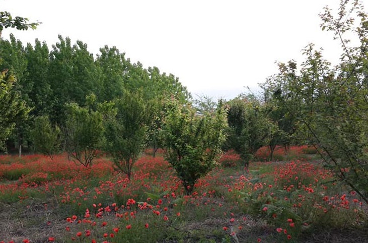 روستای اشپلا اشپلا روستای اشپلا