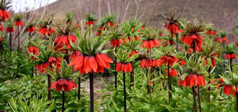 جاهای دیدنی خوانسار در بهار جاهای دیدنی خوانسار در بهار جاهای دیدنی خوانسار در بهار