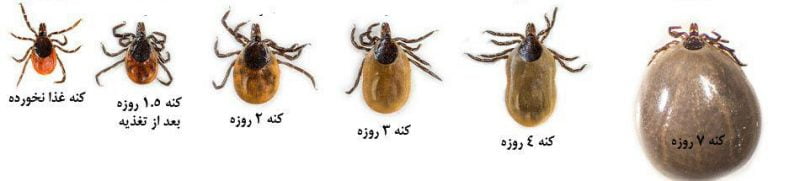 راهنمای کاربردی کمپینگ ( حشرات ) کنه 1 راهنمای کاربردی کمپینگ ( حشرات )