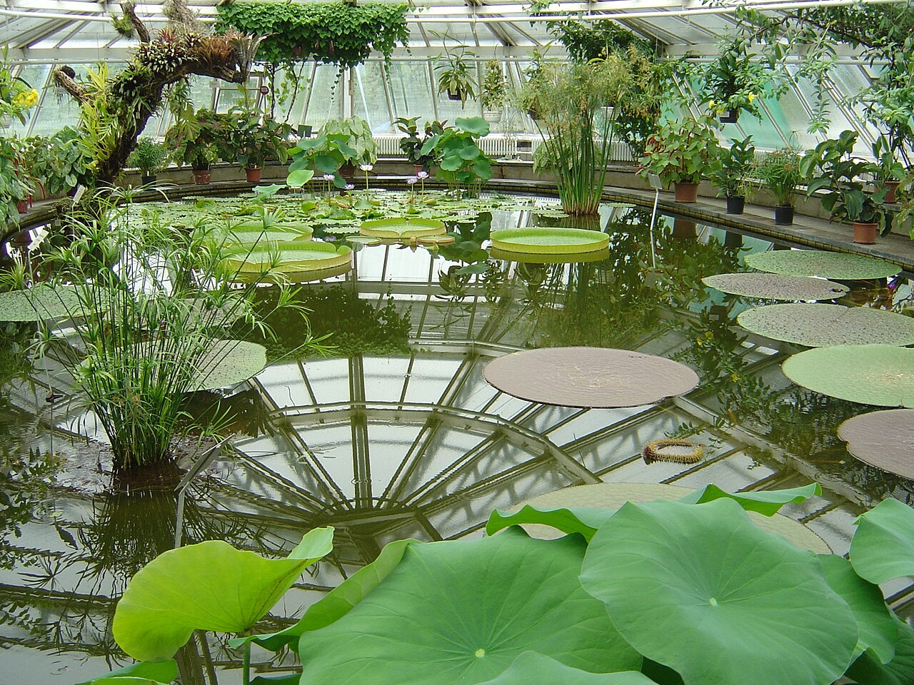 Berlin Botanical Garden and Museum